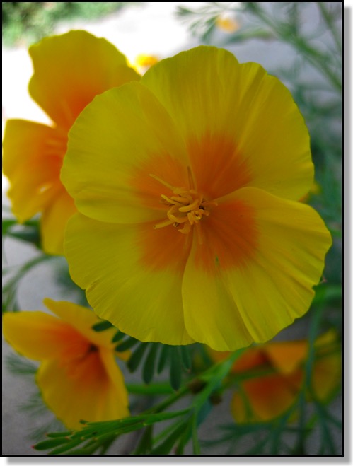 California Poppy, flower, nature, backyard, Chris Bates, Red Deer, Alberta, Canada, Photography